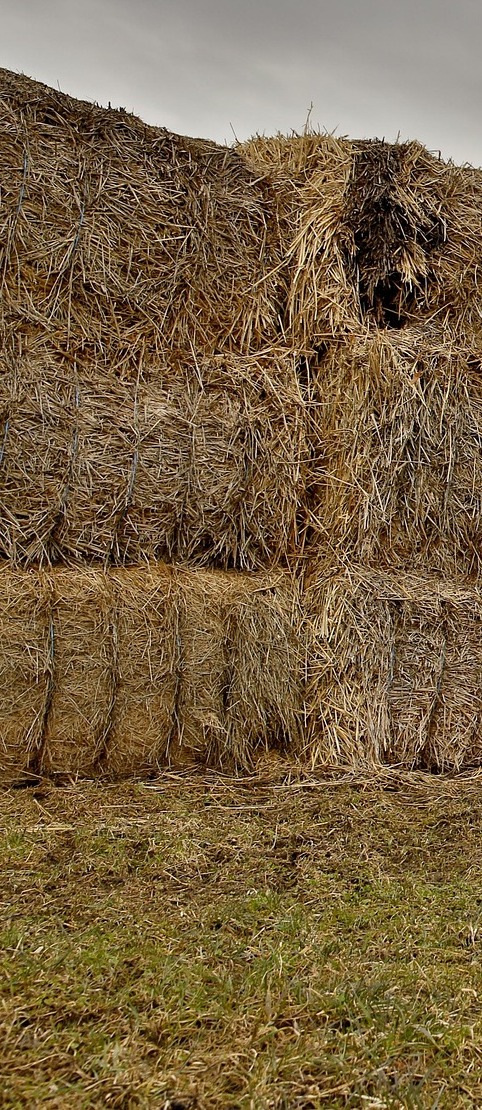 Medium Density Alfalfa Hay - Egyptian Alfalfa Hay Bale