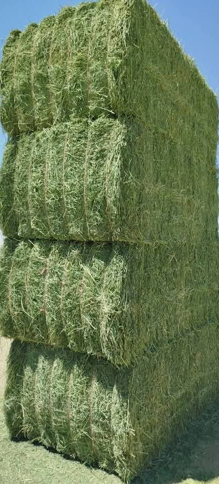 برسيم كبس عالي - Egyptian Alfalfa Hay Bale