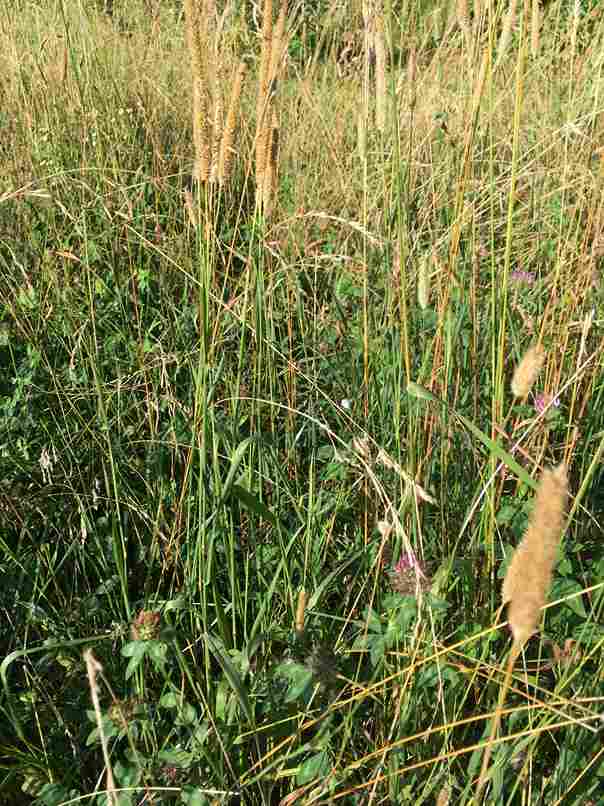 Egyptian Alfalfa Hay for export from Egypt